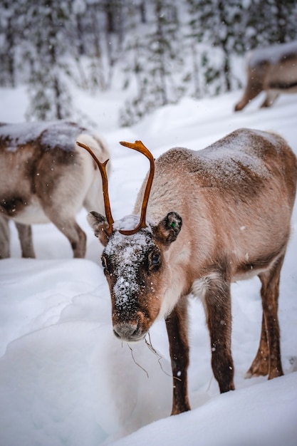 Colpo verticale di un cervo nel bosco innevato in inverno