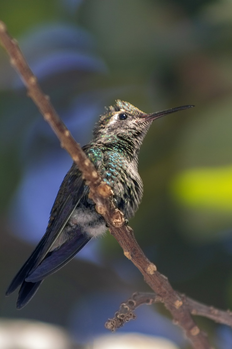 Foto gratuito colpo verticale di un colibrì appollaiato su un ramo di un albero