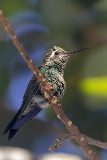 Colpo verticale di un colibrì appollaiato su un ramo di un albero