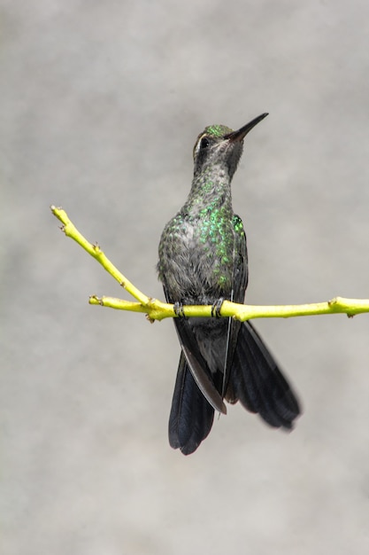 Colpo verticale di un colibrì appollaiato su un ramo di un albero