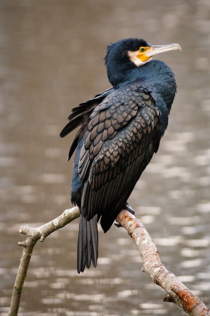 Colpo verticale di un cormorano dalla doppia cresta con uno sfondo sfocato