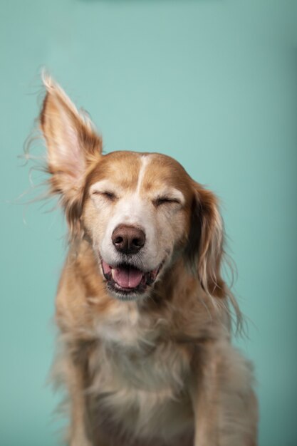 Colpo verticale di un divertente golden retriever su uno sfondo verde