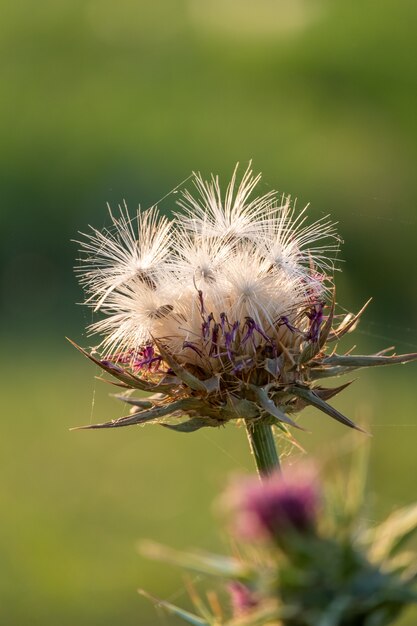 Colpo verticale di un fiore con sfondo verde sfocato