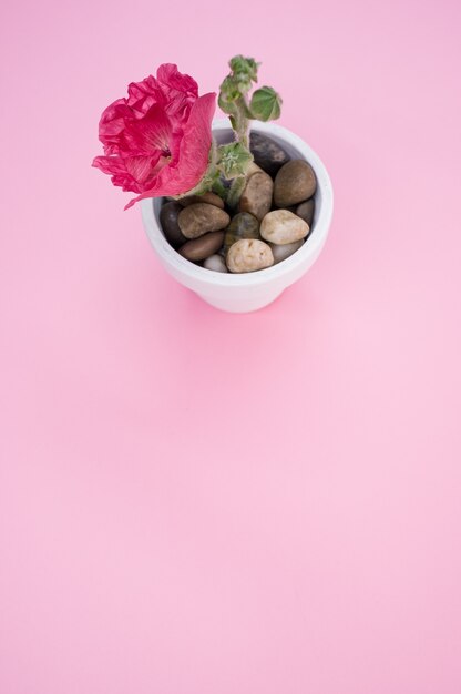 Colpo verticale di un fiore di garofano rosa in un piccolo vaso di fiori, posto su una superficie rosa