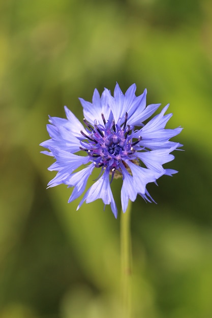 Colpo verticale di un fiore viola con una natura sfocata