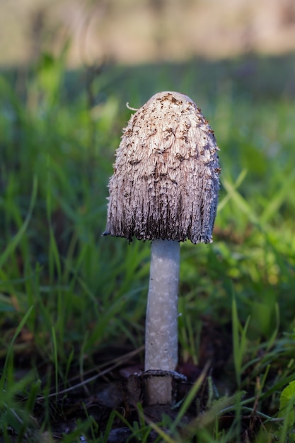 Colpo verticale di un fungo in un prato