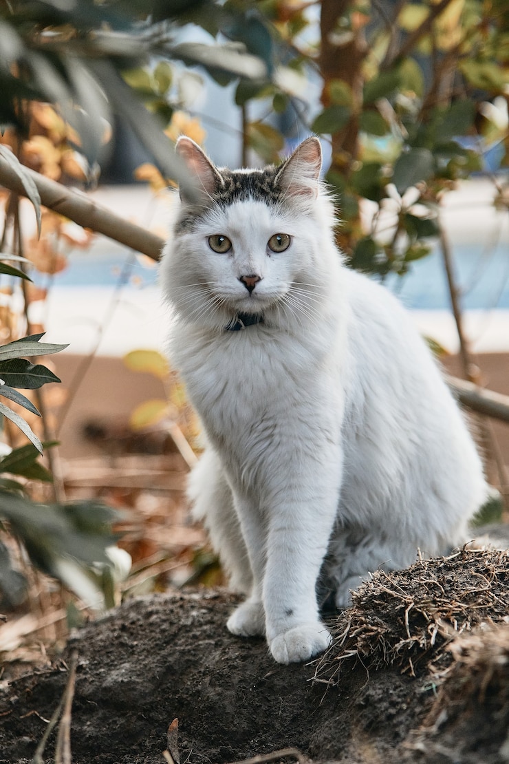 Foto gratuito colpo verticale di un gatto bianco a terra sotto la luce del sole