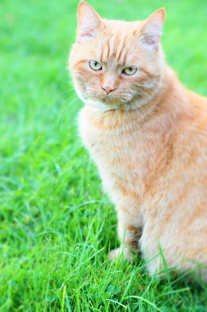 Colpo verticale di un gatto seduto sull'erba verde