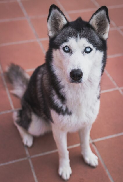 Colpo verticale di un husky siberiano sul pavimento di piastrelle un giorno