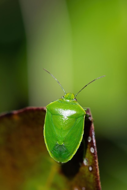 Colpo verticale di un insetto puzzolente verde contro una superficie sfocata verde