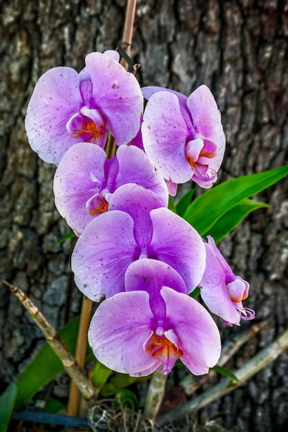 Colpo verticale di un'orchidea di falena viola dietro l'albero