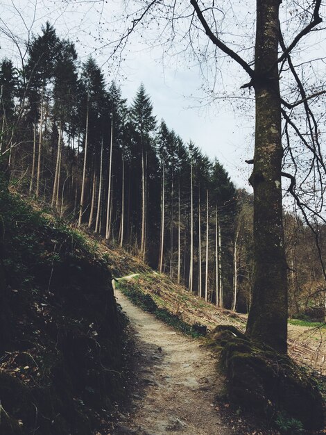 Colpo verticale di un percorso che porta a una foresta su una collina