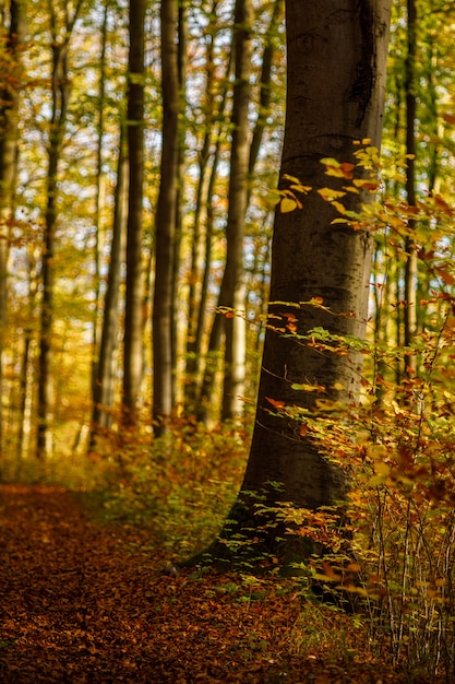Colpo verticale di un percorso nel mezzo di una foresta con alberi a foglie marroni e gialli