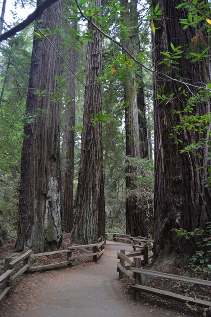 Colpo verticale di un percorso sinuoso nel mezzo di alberi ad alto fusto nella foresta