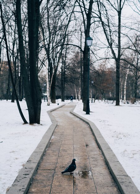 Colpo verticale di un piccione in piedi su un sentiero circondato da alberi durante l'inverno