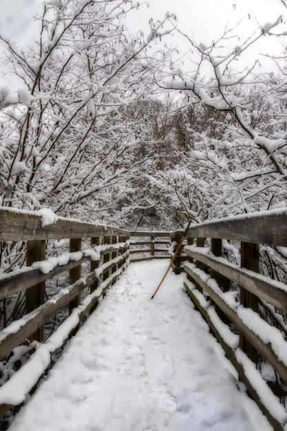 Colpo verticale di un ponte di legno in mezzo agli alberi innevati in inverno