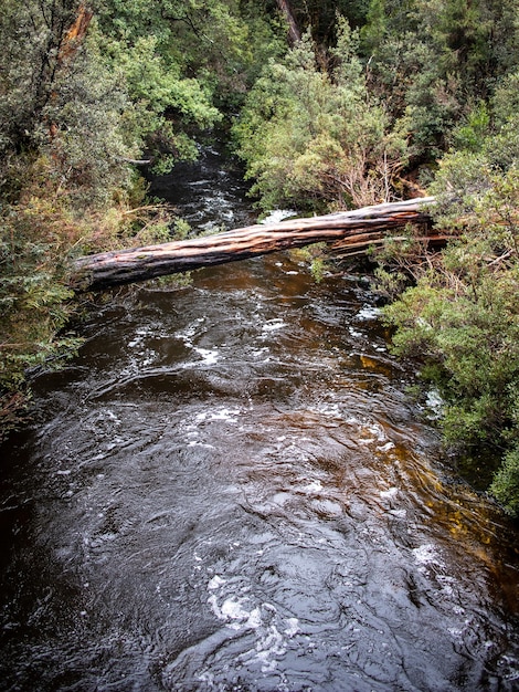 Colpo verticale di un ponte di tronchi su un piccolo fiume anche se una foresta