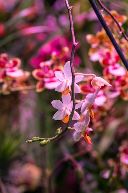 Colpo verticale di un ramo con fiori rosa