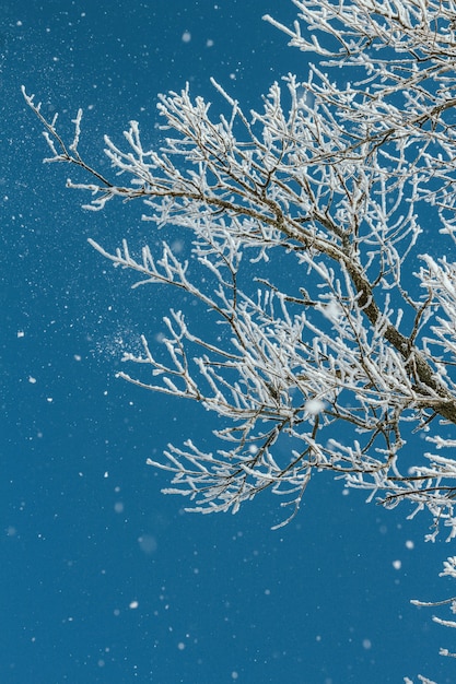 Colpo verticale di un ramo di albero nevoso con chiaro cielo blu