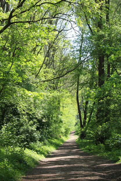 Colpo verticale di un sentiero in una foresta circondata da molti alberi verdi