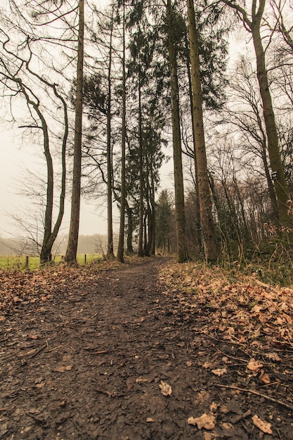 Colpo verticale di un sentiero nel bosco con un cielo cupo