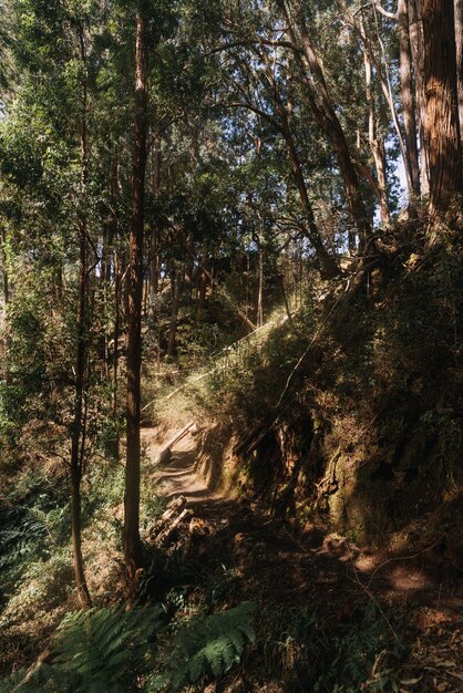 Colpo verticale di un sentiero nel bosco durante il giorno
