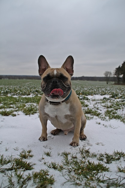 Colpo verticale di un simpatico bulldog francese seduto nel campo nevoso