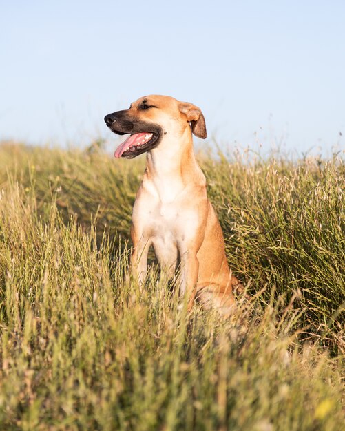 Colpo verticale di un simpatico cane Black Mouth Cur seduto nel mezzo di un campo coperto d'erba