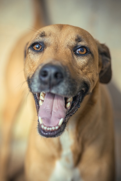 Colpo verticale di un simpatico cane marrone