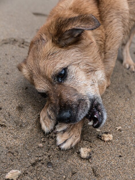 Colpo verticale di un simpatico cane sdraiato sulla sabbia