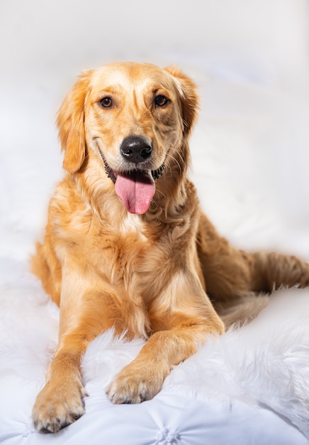 Colpo verticale di un simpatico cane seduto su un soffice tessuto bianco