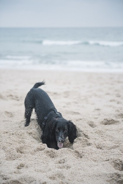 Colpo verticale di un simpatico cane spaniel nero che gioca con la sabbia sulla spiaggia