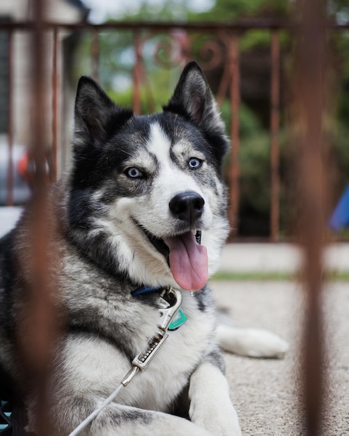 Colpo verticale di un simpatico husky con gli occhi azzurri all'aperto