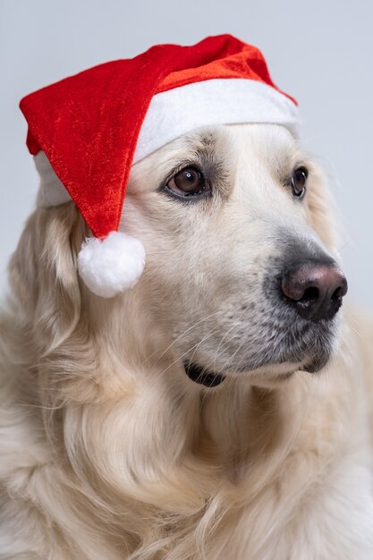 Colpo verticale di un simpatico retriever che indossa un cappello di Natale