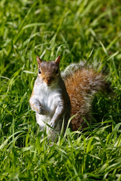 Colpo verticale di un simpatico scoiattolo sull'erba
