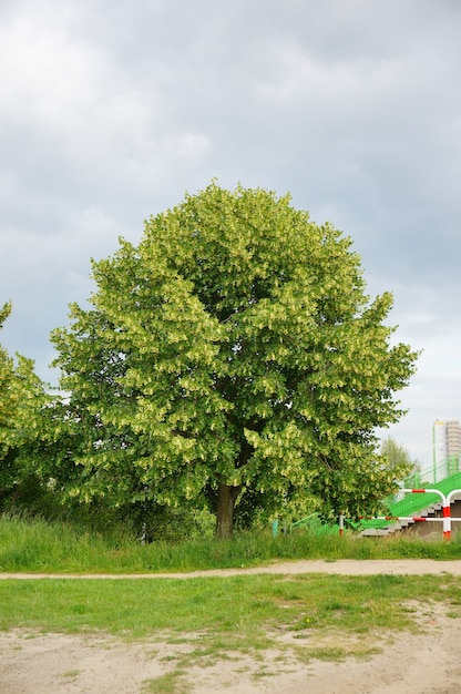 Colpo verticale di un singolo albero fresco verde durante il giorno
