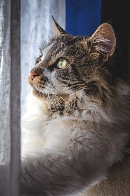 Colpo verticale di un soffice gatto Maine Coon vicino alla finestra