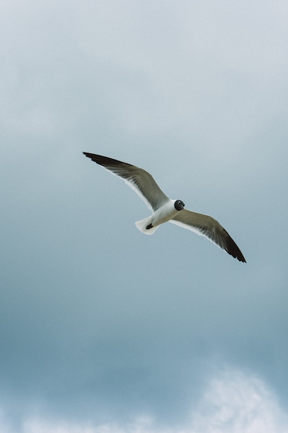 Colpo verticale di un uccello in volo nel cielo