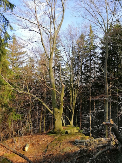 Colpo verticale di un vecchio albero alto nella foresta di Jelenia Góra, Polonia.