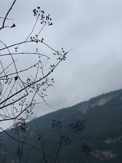 Colpo verticale di una bella collina con rami di albero sul lato