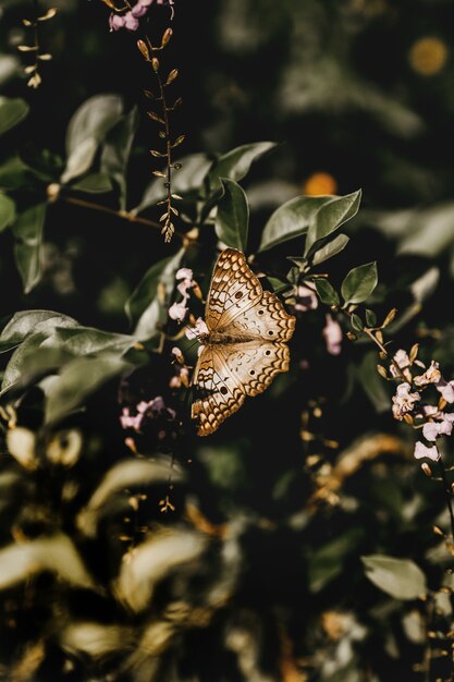 Colpo verticale di una farfalla marrone su un ramoscello
