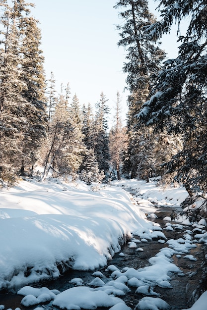 Colpo verticale di una foresta con alberi ad alto fusto in inverno