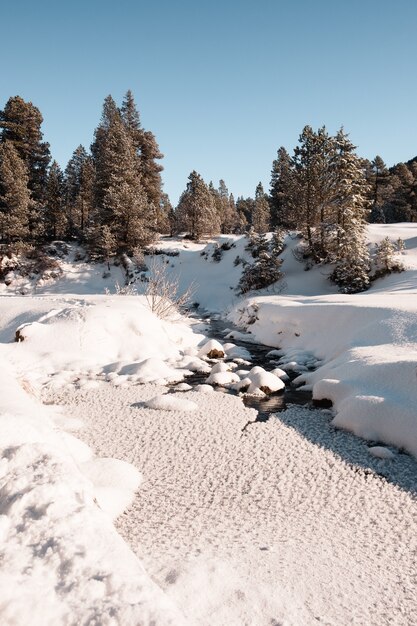 Colpo verticale di una foresta con alberi ad alto fusto in inverno