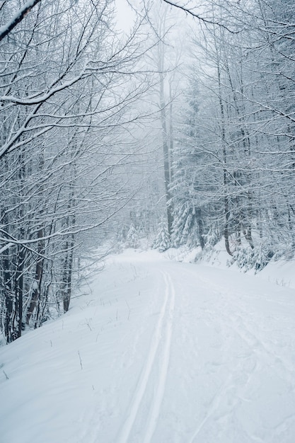 Colpo verticale di una foresta con alberi ad alto fusto ricoperti di neve