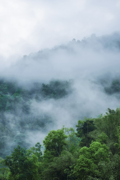 Colpo verticale di una foresta nebbiosa