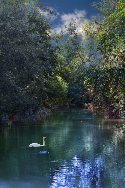 Colpo verticale di una foresta nel fiume con un cigno bianco nell'acqua