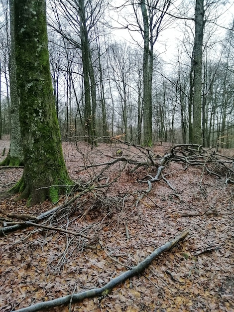 Colpo verticale di una foresta piena di alti alberi a Larvik, Norvegia