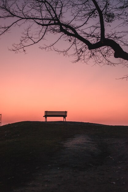 Colpo verticale di una panchina vuota sotto un albero sfrondato durante il tramonto