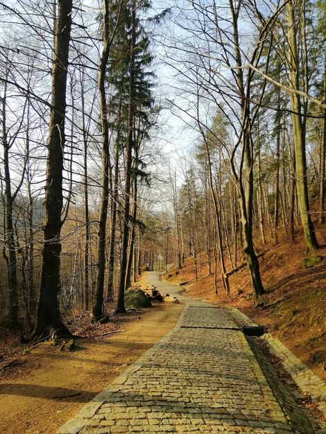 Colpo verticale di una passerella in pietra sulle colline coperte di alberi a Jelenia Góra, Polonia.