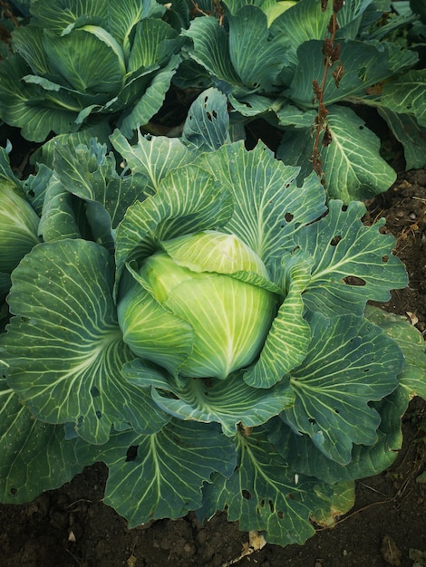 Colpo verticale di una pianta di cavolo cappuccio nel campo